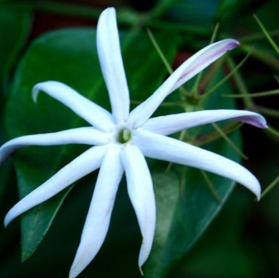 Wild Jasmine : A Ghazal